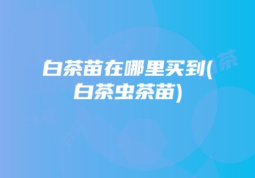 白茶苗在哪里买到(白茶虫茶苗)