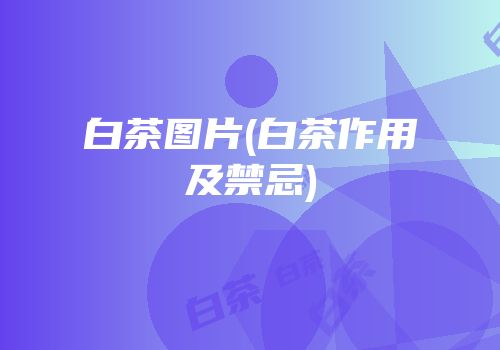 白茶图片(白茶作用及禁忌)
