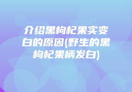 介绍黑枸杞果实变白的原因(野生的黑枸杞果柄发白)