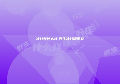 冷杉长什么样,野生冷杉哪里有