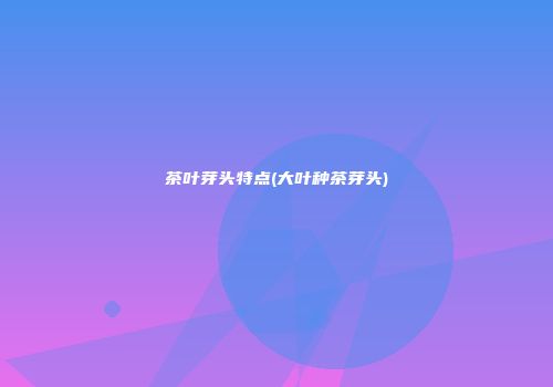茶叶芽头特点(大叶种茶芽头)