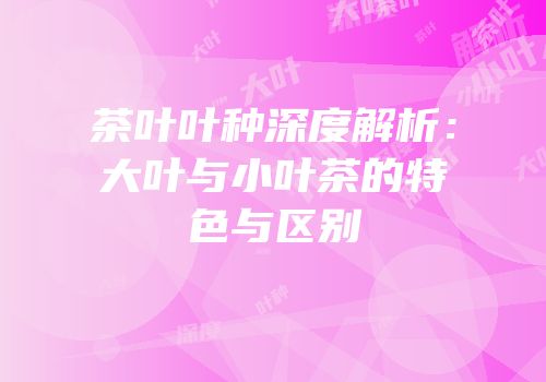 茶叶叶种深度解析：大叶与小叶茶的特色与区别