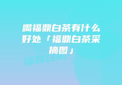 喝福鼎白茶有什么好处「福鼎白茶采摘图」