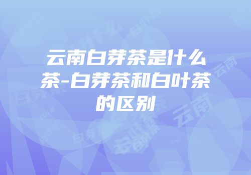 云南白芽茶是什么茶-白芽茶和白叶茶的区别