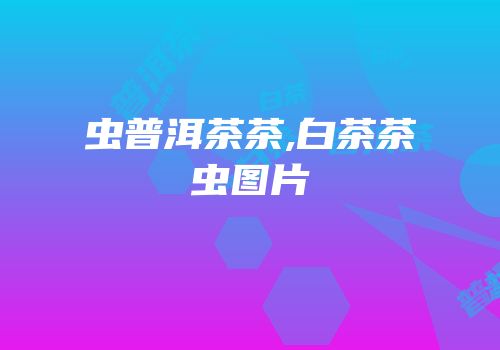 虫普洱茶茶,白茶茶虫图片