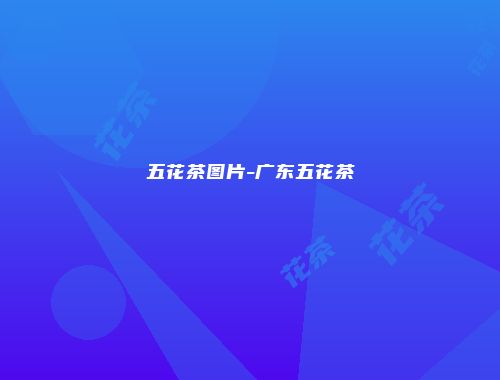 五花茶图片-广东五花茶
