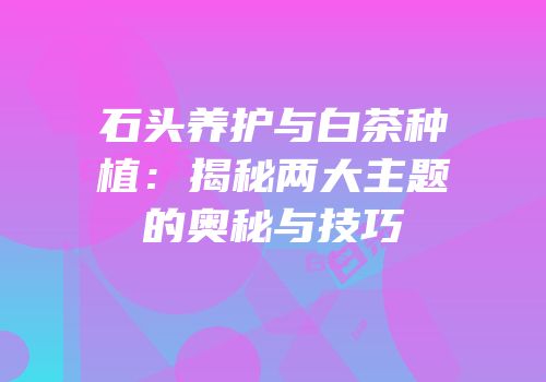 石头养护与白茶种植：揭秘两大主题的奥秘与技巧