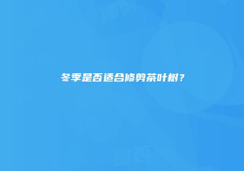 冬季是否适合修剪茶叶树？