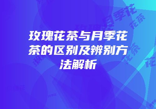 玫瑰花茶与月季花茶的区别及辨别方法解析