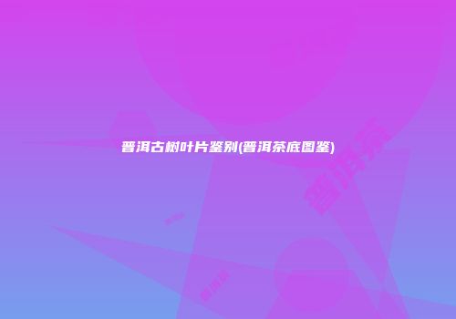 普洱古树叶片鉴别(普洱茶底图鉴)