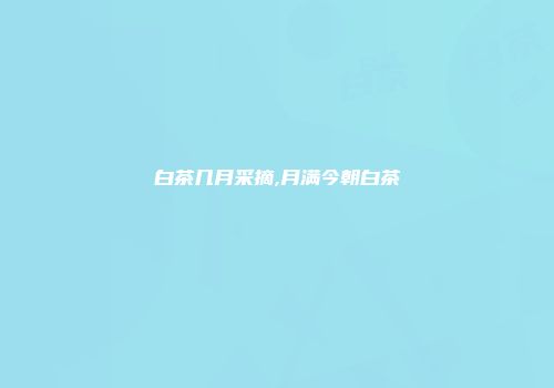 白茶几月采摘,月满今朝白茶
