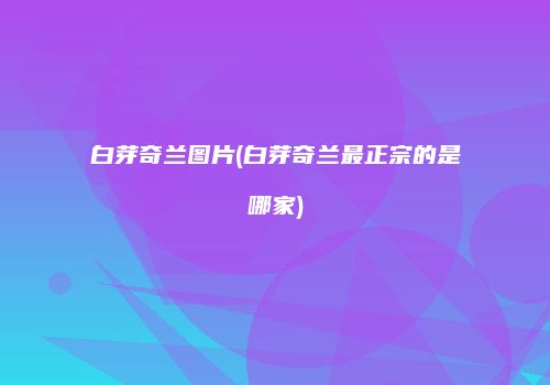 白芽奇兰图片(白芽奇兰最正宗的是哪家)