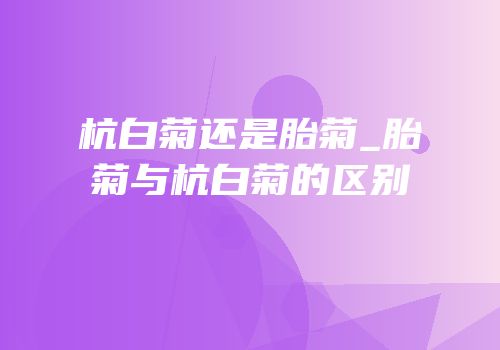杭白菊还是胎菊_胎菊与杭白菊的区别