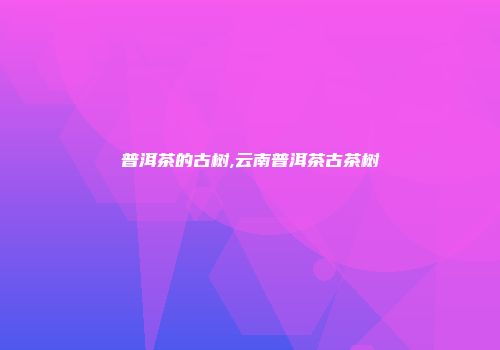 普洱茶的古树,云南普洱茶古茶树