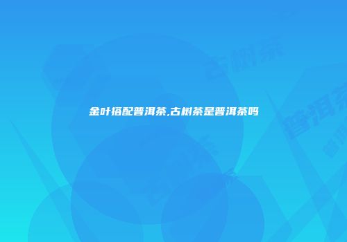 金叶搭配普洱茶,古树茶是普洱茶吗