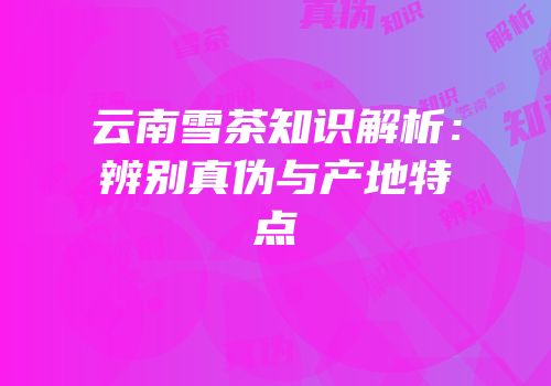 云南雪茶知识解析：辨别真伪与产地特点