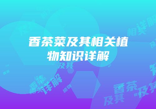 香茶菜及其相关植物知识详解