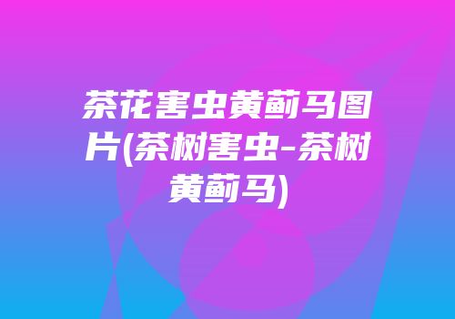 茶花害虫黄蓟马图片(茶树害虫-茶树黄蓟马)