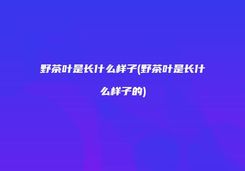 野茶叶是长什么样子(野茶叶是长什么样子的)
