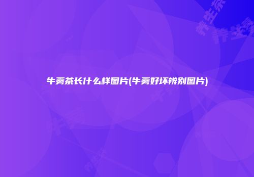 牛蒡茶长什么样图片(牛蒡好坏辨别图片)