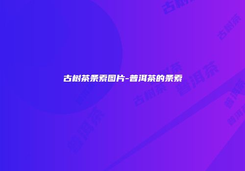 古树茶条索图片-普洱茶的条索