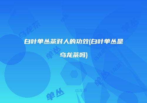 白叶单丛茶对人的功效(白叶单丛是乌龙茶吗)