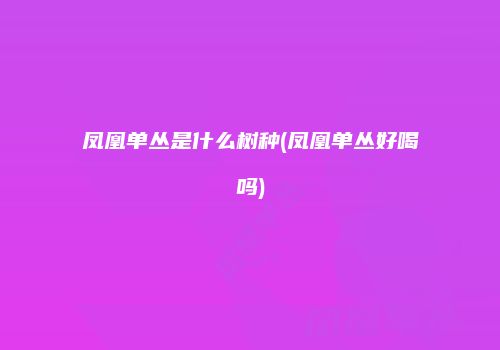 凤凰单丛是什么树种(凤凰单丛好喝吗)