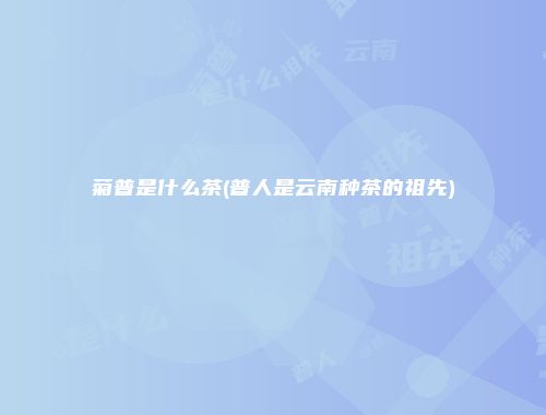 菊普是什么茶(普人是云南种茶的祖先)