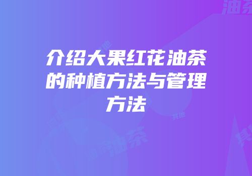 介绍大果红花油茶的种植方法与管理方法