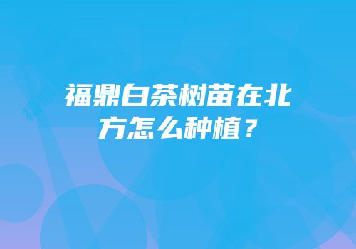 福鼎白茶树苗在北方怎么种植？