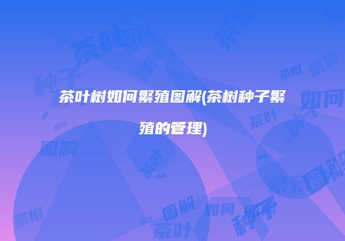 茶叶树如何繁殖图解(茶树种子繁殖的管理)