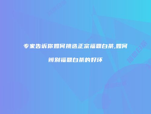专家告诉你如何挑选正宗福鼎白茶,如何辨别福鼎白茶的好坏
