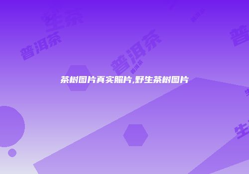 茶树图片真实照片,野生茶树图片