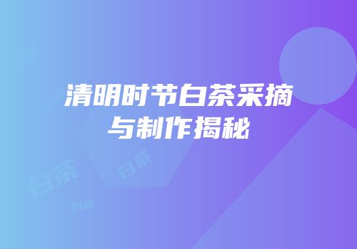 清明时节白茶采摘与制作揭秘