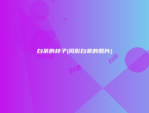 白茶的样子(风形白茶的照片)