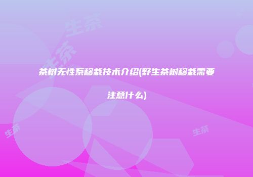 茶树无性系移栽技术介绍(野生茶树移栽需要注意什么)