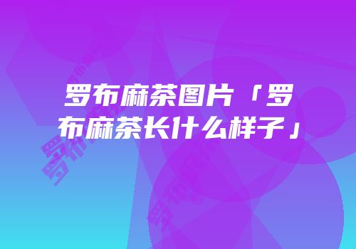 罗布麻茶图片「罗布麻茶长什么样子」