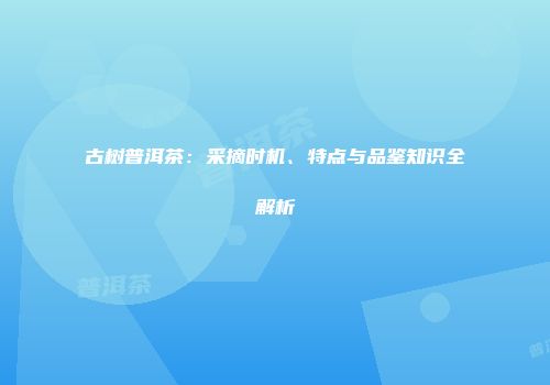 古树普洱茶：采摘时机、特点与品鉴知识全解析